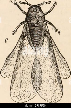 « Testo elementare-libro di zoologia, tr. Ed. Di Adam Sedgwick, con l'assistenza di F. G. Heathcote' (1892-1893) Foto Stock