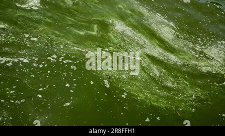 Nel Mar Nero fioriscono alghe blu-verdi, l'acqua di Odessa è diventata di colore verde e di acqua dolce. Disastro ambientale causato dall'esplosione di Kakhovka Foto Stock