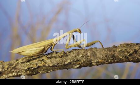 Grande donna che prega mantis seduto sul ramo in erba e cielo blu sfondo. Mantis europeo (Mantis religiosa) Foto Stock