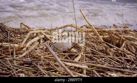 Plastica e altri detriti di deriva ha raggiunto le spiagge del Mar Nero a Odessa, Ucraina. Disastro ambientale causato dall'esplosione di Kakhovka Foto Stock