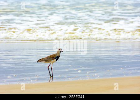 Lapwing meridionale camminando sulla spiaggia sopra la sabbia e vicino all'acqua in Serra Grande a Bahia, Brasile Foto Stock