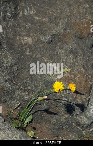 Fiore di roccia, falco della foresta, falco della parete (Hieracium murorum) Foto Stock