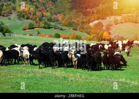 Gregge di pecore al pascolo in una collina al tramonto. Foto Stock