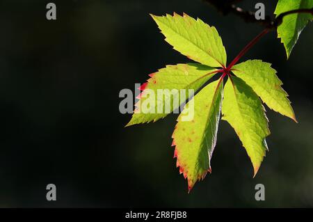 Vite selvatica, Virginia superriduttore (parthenocissus quinquefolia) Foto Stock