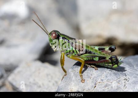 Verde cavalletta di montagna (Miramella alpina) Foto Stock