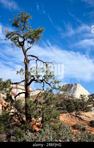 Pino nel Parco Nazionale di Zion Foto Stock