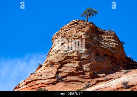 Albero di pino che cresce su un promontorio roccioso Foto Stock