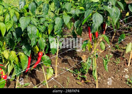 Chilli coltivazione nel villaggio. Espelette, Pirenei Atlantici, Francia Foto Stock