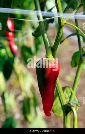 Chilli coltivazione nel villaggio. Espelette, Pirenei Atlantici, Francia Foto Stock