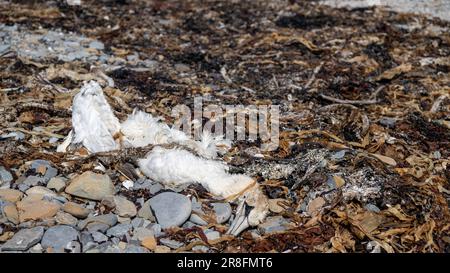 Dead Gannet si è innaffato sulla riva del mare, Orkney, Regno Unito. Foto Stock