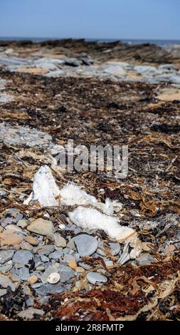 Dead Gannet si è innaffato sulla riva del mare, Orkney, Regno Unito. Foto Stock