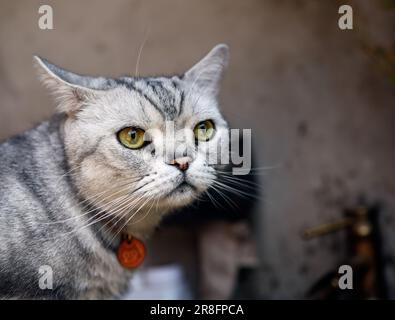 (230621) -- PECHINO, 21 giugno 2023 (Xinhua) -- Zhaocai (Fortune), un tabby americano dai capelli corti, è raffigurato al Gudaomaone Cat cafe a Xiaojuer Hutong del quartiere Nanluoguxiang a Pechino, capitale della Cina, 7 giugno 2023. Negli ultimi anni, i Cat cafè hanno sperimentato un aumento di popolarità nelle principali città cinesi, attirando un numero crescente di amanti dei gatti. Uno di questi stabilimenti, il Gudaomaone (Frolics with Cats), è di proprietà e gestito da una donna soprannominata Yu Xiaomao (Kitten Yu) a Xiaojuer Hutong, nel quartiere Nanluoguxiang di Pechino. I visitatori di questo caffè possono indulgere in caffè, Foto Stock