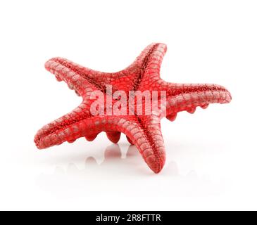 Red Starfish isolato su uno sfondo bianco Foto Stock