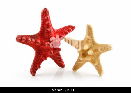 Due conchiglie colorate Starfishes isolati su sfondo bianco Foto Stock