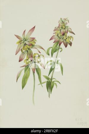 Spotted Bee Balm (Monarda punctata) 1919 di Mary Vaux Walcott, nato Philadelphia, PA 1860-morto St. Andrews, New Brunswick, Canada 1940 Foto Stock