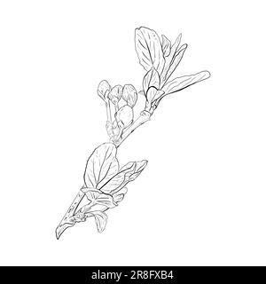 Illustrazione vettoriale del ramo di ciliegia, sakura, mela, prugna, ciliegia selvatica, ciliegio di uccello. Profilo nero realistico di germogli, steli e. Illustrazione Vettoriale