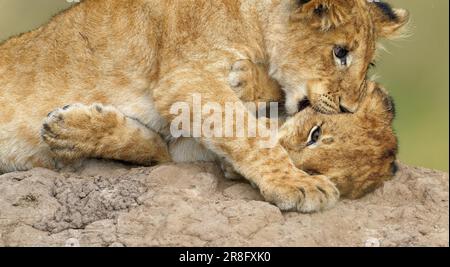 Due cuccioli (Panthera leo) che giocano su un tumulo di termiti, Maasai Mara Game Reserve, Kenya Foto Stock