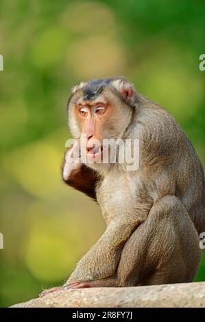 Macaco dalla coda di maiale meridionale (Macaca nemestrina), maschio Foto Stock