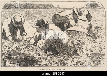 The Strawberry Bed, from Our Young Folks, July 1868 1868 by Winslow Homer, Born Boston, ma 1836-Ded Prout's Neck, ME 1910 Foto Stock