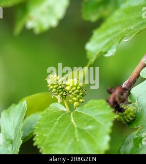 maturazione del gelso bianco sul ramo, bokeh leggero. Foto Stock