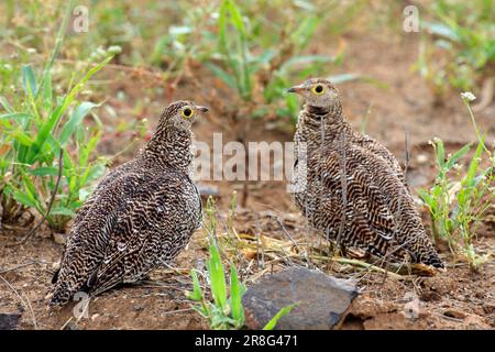 Uccelli notturni, femmina, Parco Nazionale Kruger, Sud Africa (Pterocles bicinctus), Sandgrouse a doppia fascia Foto Stock