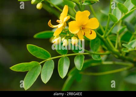 Argentina Senna (Senna corymbosa), , Senna, Cassie Foto Stock