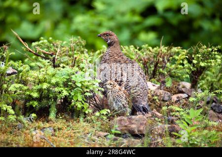 Grusa di abete rosso, femmina con pulcini, grusa di abete rosso (Dendragapus Canada Grouse (Falcippennis canadensis), USA Foto Stock