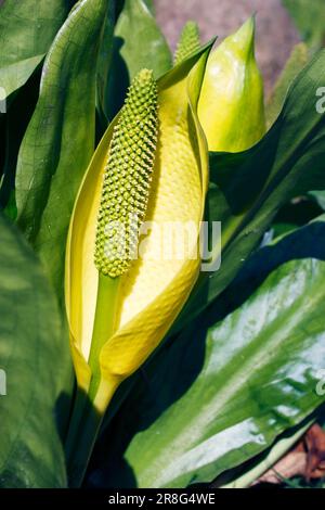 Cavolo giallo Skunk (Lysichitum americanum) Foto Stock