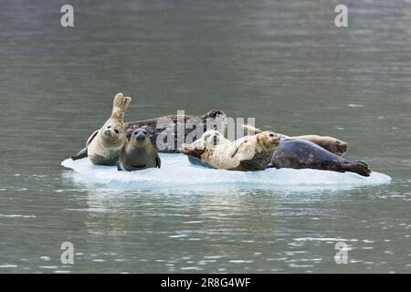 Foche del porto (Phoca vitulina) su ghiaccio galleggiante, Alaska, USA Foto Stock