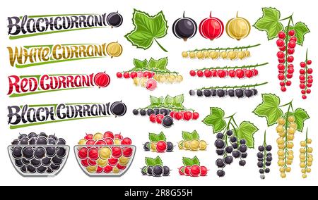 Set di ribes vettoriali, raccolta lotto di illustrazioni di ritaglio still life composizione bacche bianche e rosse con foglie verdi, ribes nero intero in gla Illustrazione Vettoriale