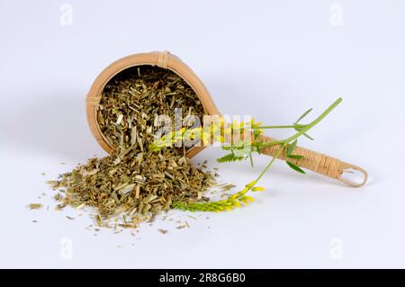 Trifoglio dolce giallo (Melilotus officinalis), essiccato, autoportante, oggetto Foto Stock