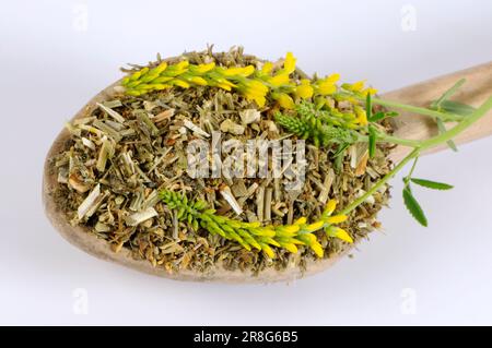 Trifoglio dolce giallo (Melilotus officinalis), essiccato Foto Stock