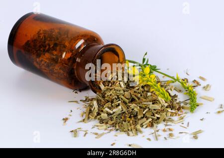 Trifoglio dolce giallo (Melilotus officinalis), essiccato Foto Stock