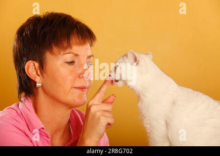 Moglie e gatto shorthair britannico, BKH, leccare il dito, leccare il dito Foto Stock