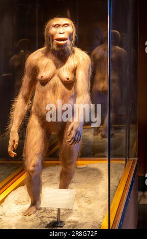 Ricostruzione di Lucy un ominid che ha vissuto 3,2 milioni di anni, Australopithecus Afarensis, Museo Nazionale di Antropologia, Città del Messico, Messico Foto Stock