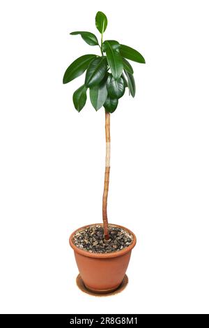 Ficus elastica, pianta di casa in una pentola su uno sfondo bianco Foto Stock