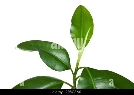 Ficus elastica, pianta da interno, lascia da vicino su sfondo bianco Foto Stock