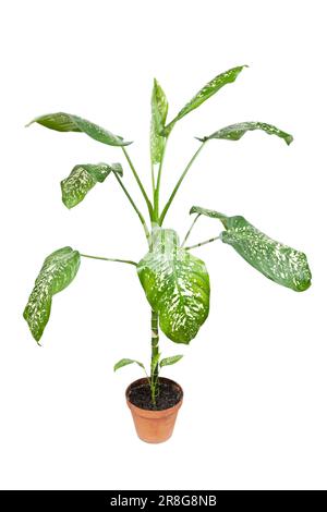 Pianta di Dieffenbachia, pianta domestica in una pentola su uno sfondo bianco Foto Stock