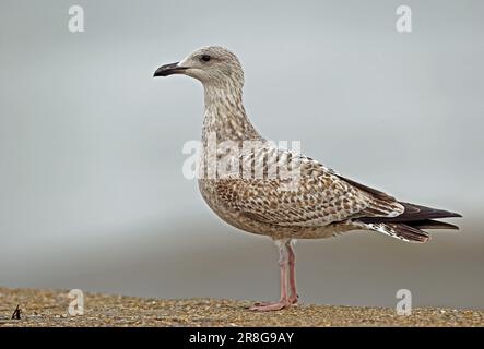 Gabbiano aringa (Larus argentatus) primo uccello invernale in piedi sulla parete del mare Norfolk, Regno Unito. Novembre Foto Stock