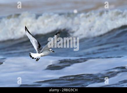 Kittiwake (Rissa tridactyla) primo inverno in volo, decollo dal mare Eccles-on-Sea, Norfolk, UK. Marzo Foto Stock