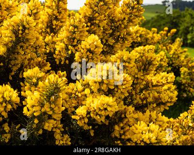 Primo piano dei fiori gialli di Common Gorse. Foto Stock
