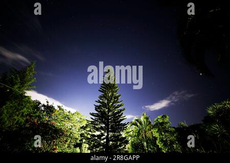 Araucaria in una notte stellata retroilluminata con un lampione stradale Foto Stock