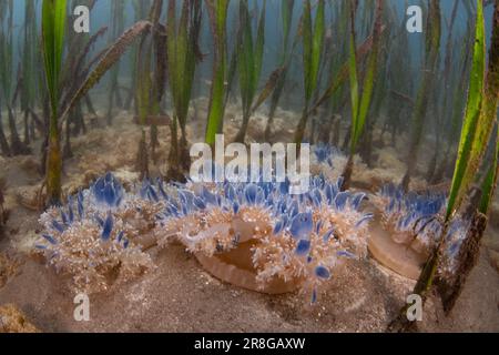 Meduse capovolte, Cassiopea sp., prosperano in un letto di agrassi nel Parco Nazionale di Komodo, Indonesia. Le rocce marine sono un habitat vitale per molte specie. Foto Stock