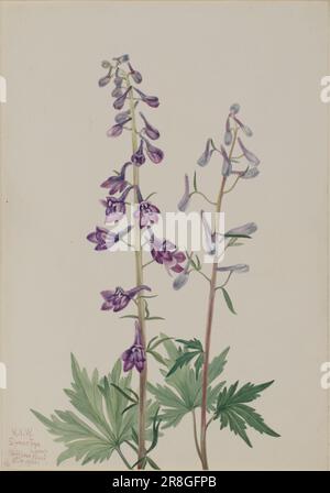 Alto Larkspur (Delphinium elongatum) 1920 di Mary Vaux Walcott, nato Philadelphia, PA 1860-morto St. Andrews, New Brunswick, Canada 1940 Foto Stock