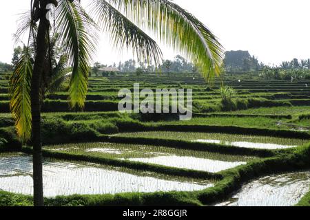 I campi di riso, Bali, Indonesia Foto Stock