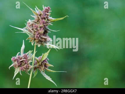 Primo piano di piante di cannabis fiorite sfondo verde Foto Stock