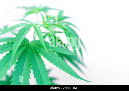Foglie di pianta di marijuana su sfondo bianco Foto Stock