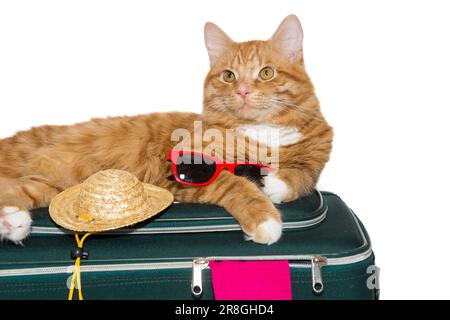 Lo zenzero gatto si trova in una valigia da viaggio, isolato su bianco Foto Stock