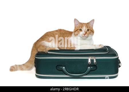 Lo zenzero gatto si trova in una valigia da viaggio, isolato su bianco Foto Stock