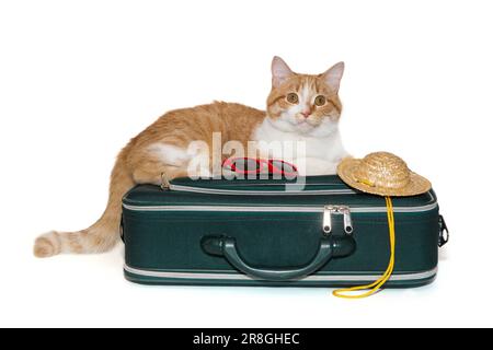 Lo zenzero gatto si trova in una valigia da viaggio, isolato su bianco Foto Stock